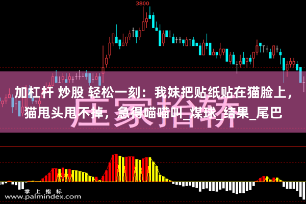 加杠杆 炒股 轻松一刻：我妹把贴纸贴在猫脸上，猫甩头甩不掉，急得喵喵叫_煤球_结果_尾巴